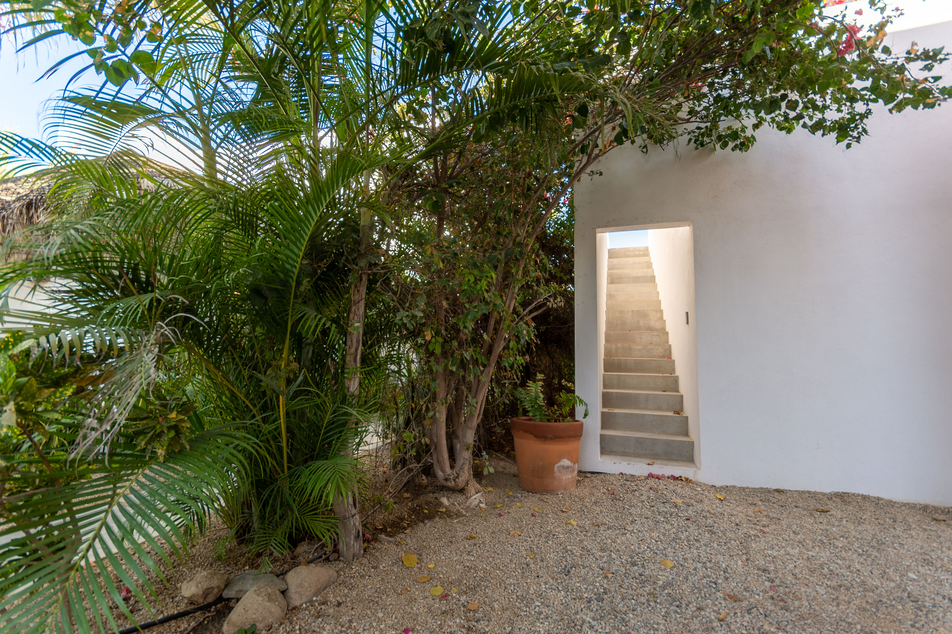 Garden stair approach to the rooftop at Casa del Arte, framed by palms and a white stucco wall